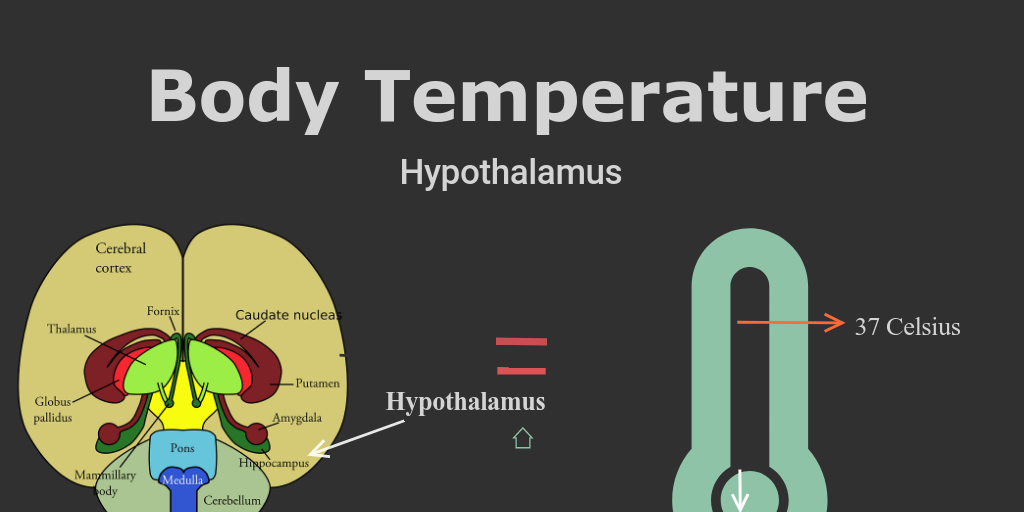 Body Temperature Infogram