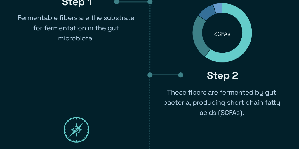 Fermentation Pathway by isabeleide - Infogram