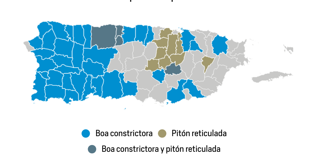 Avistamientos y capturas de la boa constrictora y la pitón reticulada ...