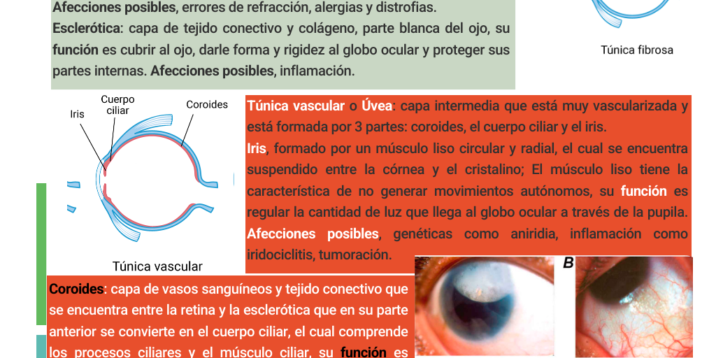 Anatomía sistema visual. by Emmanuel Jaime hernandez - Infogram