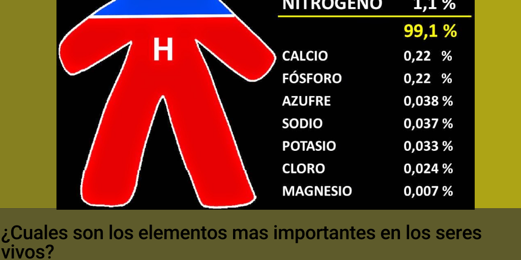 infografia de los elementos químicos en los seres vivos - Infogram