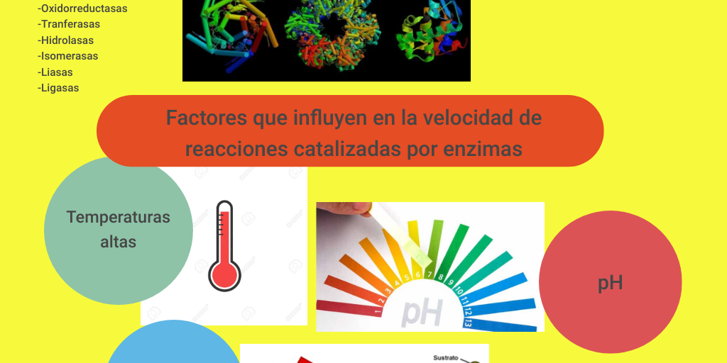 Factores Que Influyen En Las Reacciones Enzimaticas