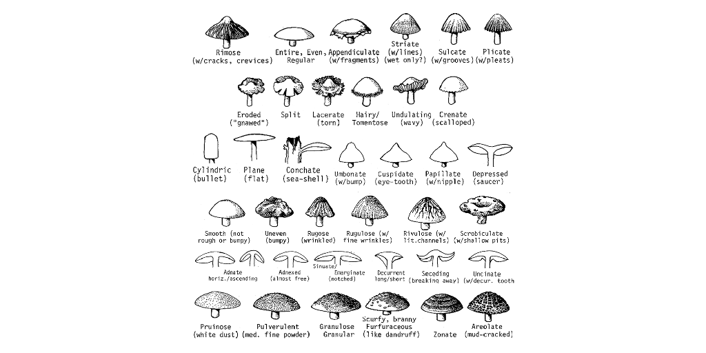How to talk about mushrooms Infogram