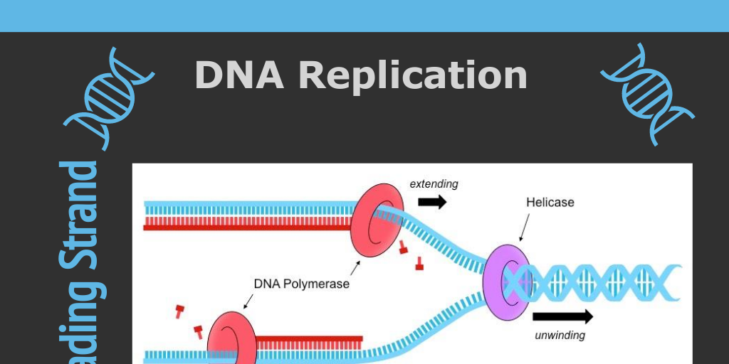 DNA Replication & Protein Synthesis Infogram