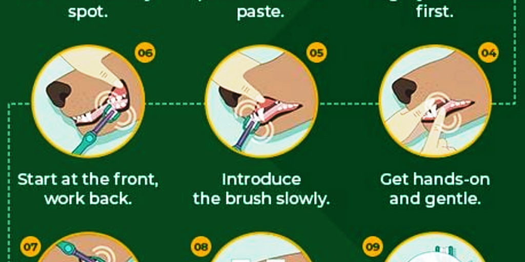 Dog Brushing Tips by BudgetPetCare USA Infogram Dog Brushing Tips by BudgetPetCare USA Infogram