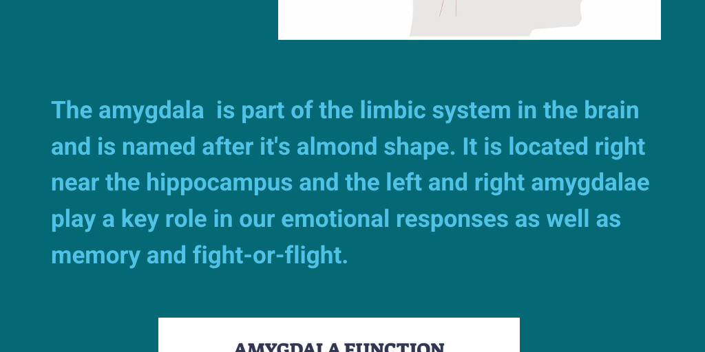 Biopsychology: Amygdala Infographic by Keyshla Vazquez Medina - Infogram