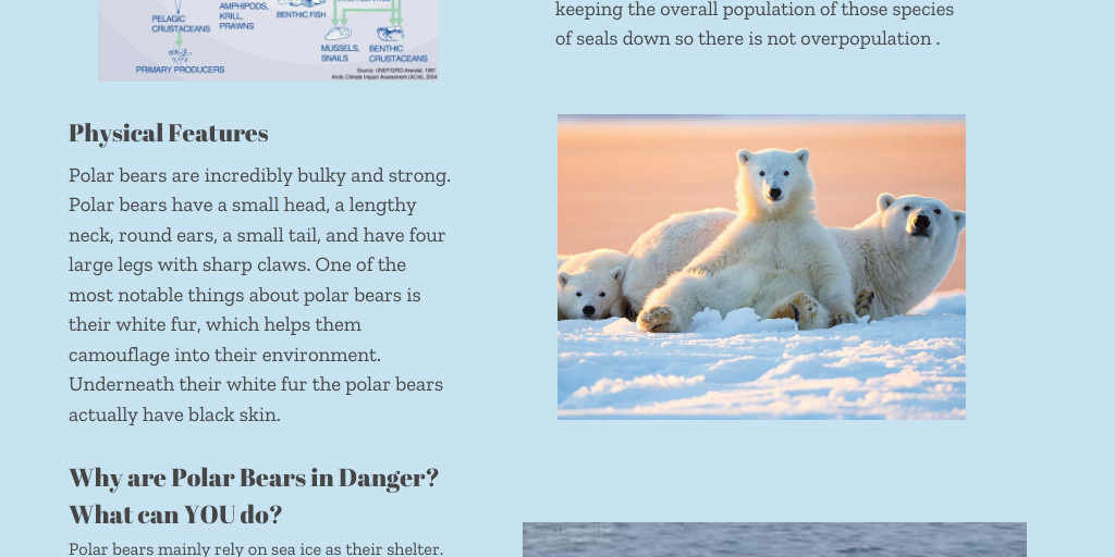 Polar Bears Endangered Species Poster - Infogram