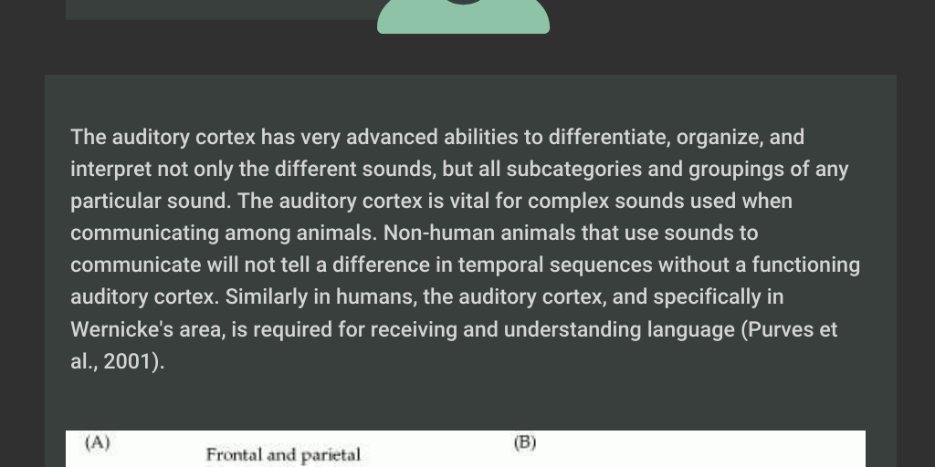 Infographic: Auditory Cortex by Maureen Day - Infogram