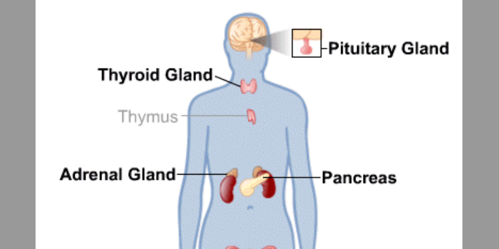 Endocrine Signaling Infogram