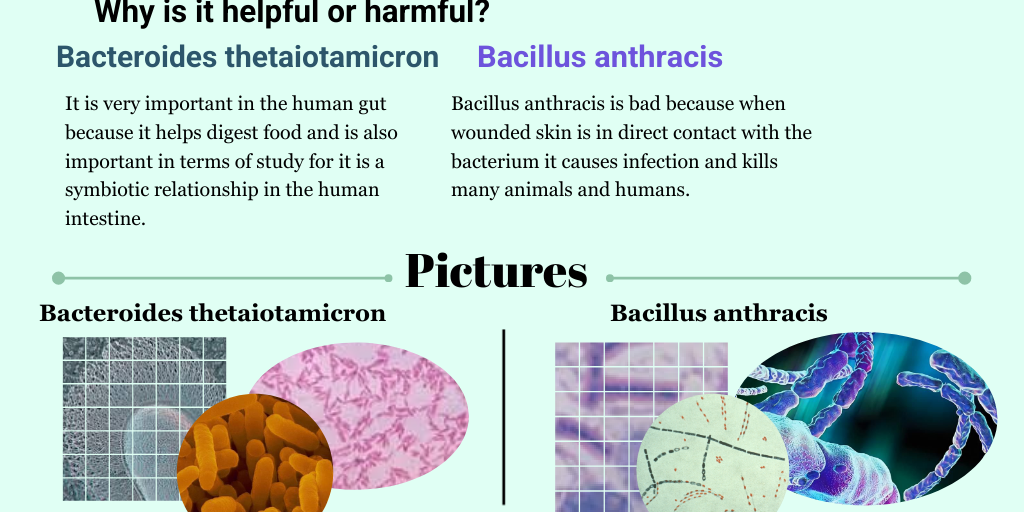 Bacteria Poster - Infogram