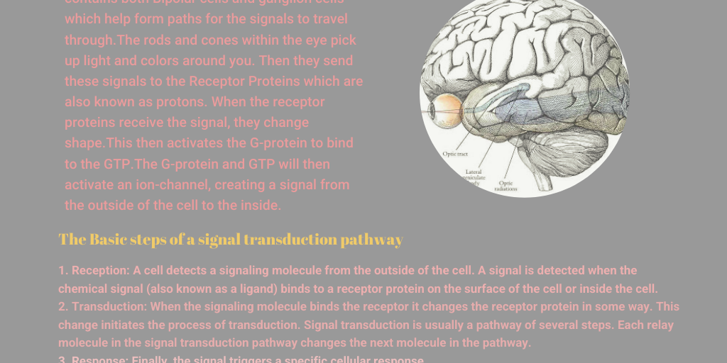 Cell signaling Project by Reese Hill - Infogram