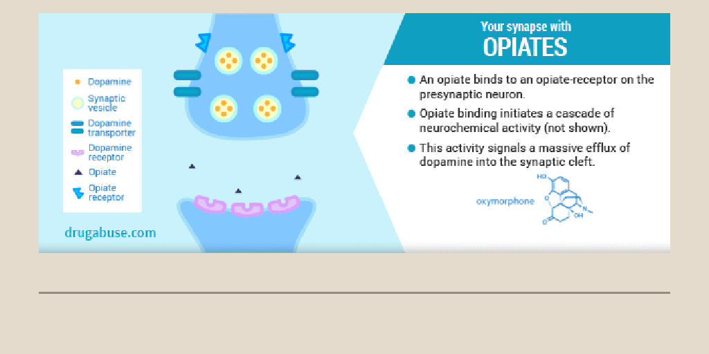 Opioids Anatomy Project - Infogram
