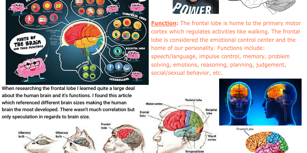 The Frontal Lobe by Jenny Marie - Infogram