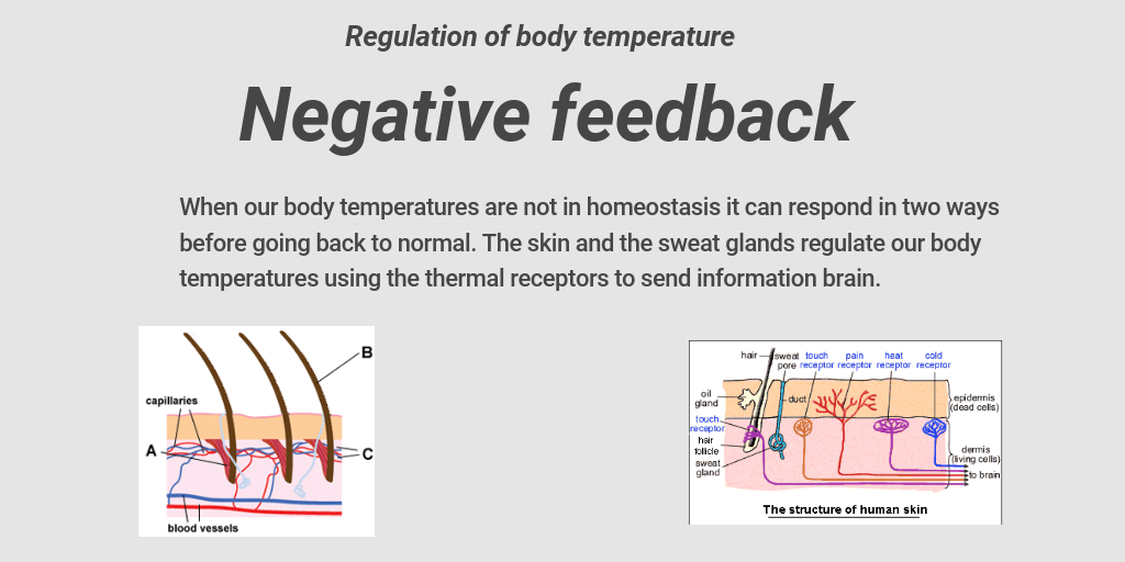 Body temperature regulation Infogram