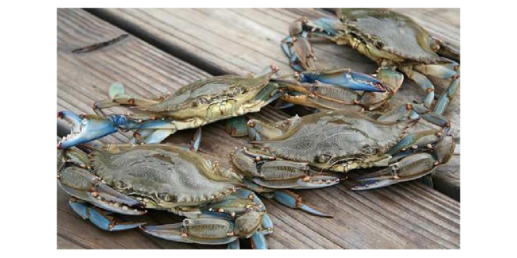 Blue Crab Test - Infogram