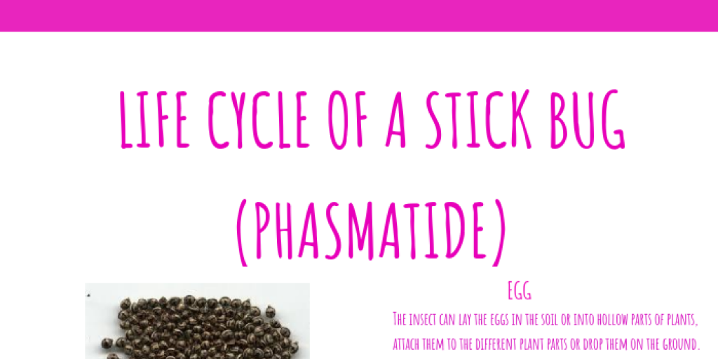Stick bug life cycle Infogram