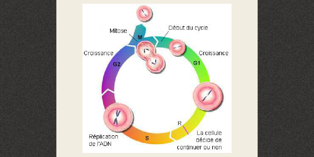 Les Différents Cycles De Reproduction – CXUGH