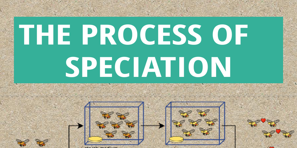 The process of speciation by Cerise Silim - Infogram