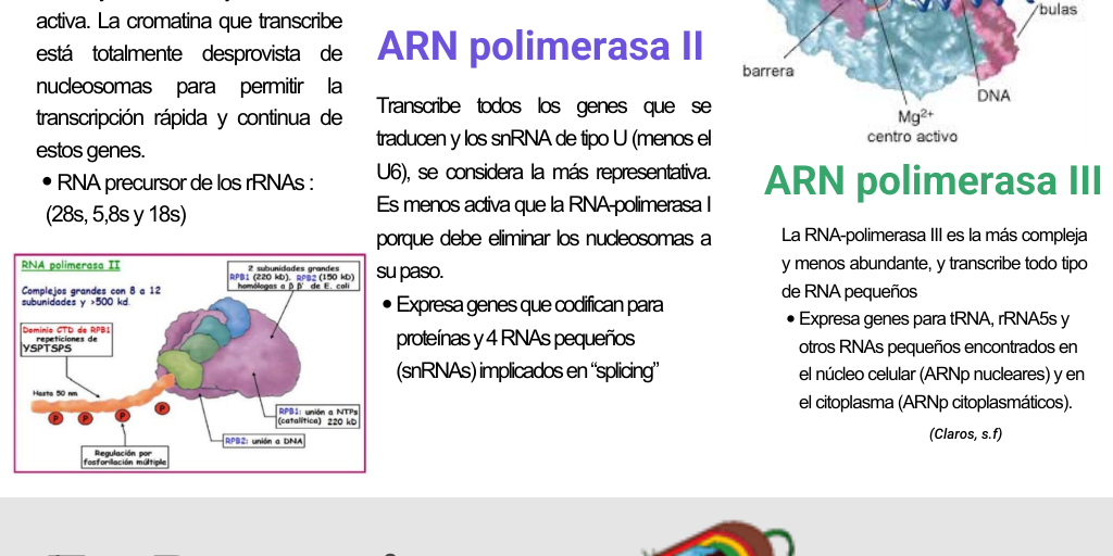 Copy: ARN POLIMERASA by Mikaela Proaño - Infogram
