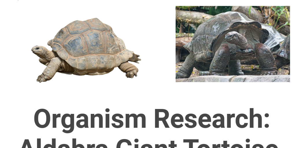 tortoise project by HARPER OWENS - Infogram