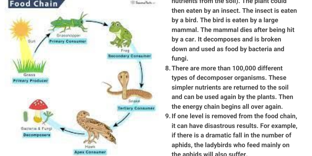 Food Chain by Stephanie Pittinger - Infogram