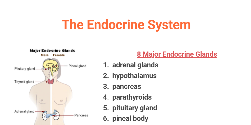 The Endocrine System Infogram