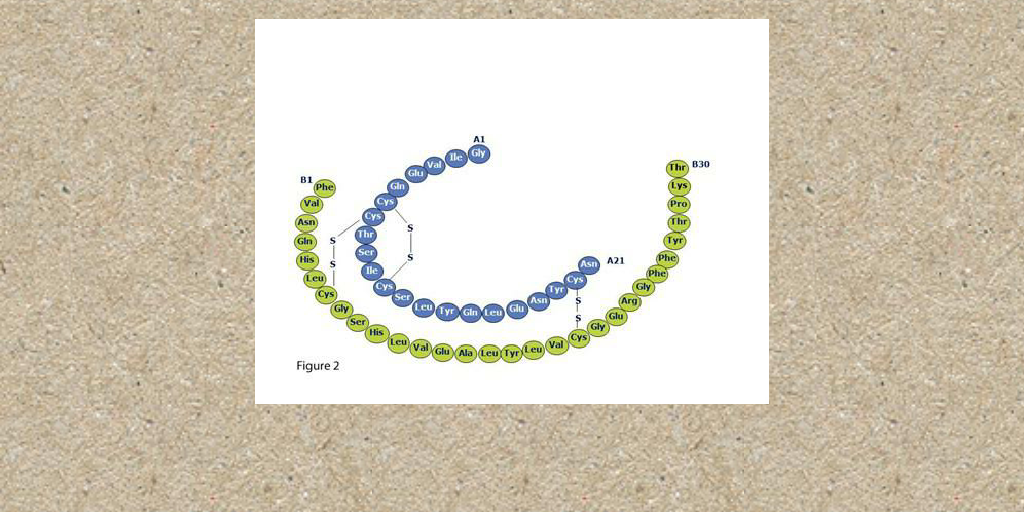 The 4 levels of Protein organization - Infogram